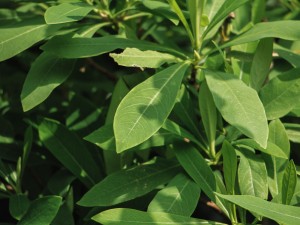 结香的花语和传说