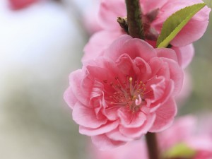 桃花的花语和传说