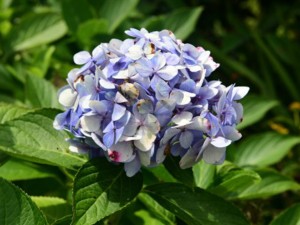 绣球叶子发黑怎么办