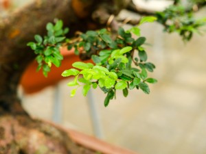 榆树叶可以吃吗