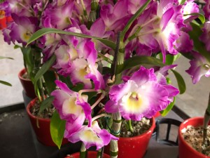 石斛怎么泡水，如何辨别真假