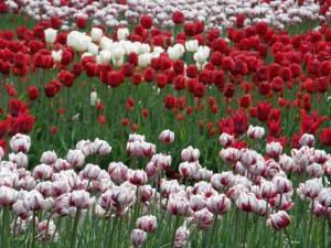 水培的郁金香开花后怎么办