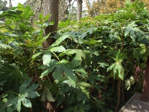 八角金盘的养殖方法和注意事项