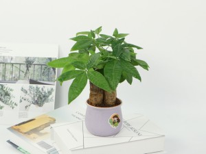 发财树的四季养护方法