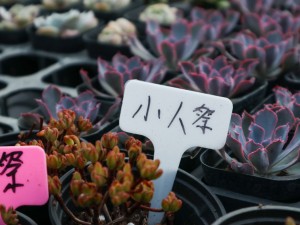 小人祭掉叶子是什么原因