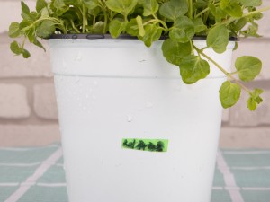 薄荷的功效与作用