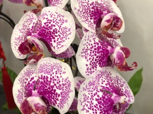 蝴蝶兰怎么多开花