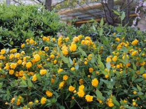 棣棠花有毒吗，可以种在家里吗