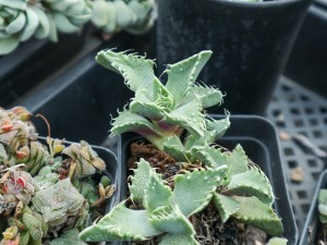 多肉植物四海波怎么养