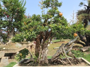石榴花虫害及防治办法