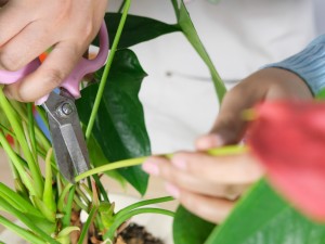 红掌黄叶的原因和处理办法