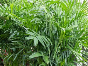 散尾葵叶子发黄怎么办