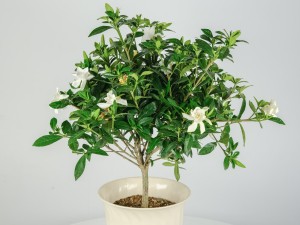 栀子花用什么水浇最好