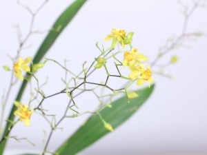 文心兰的养殖方法和注意事项