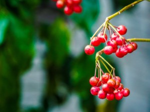 朱砂根（富贵籽）叶子发黄是怎么回事