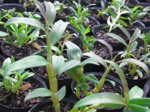 石斛叶子发黄怎么救治？