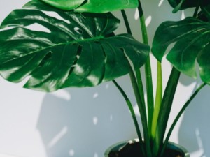 龟背竹叶子发软下垂怎么回事？龟背竹新叶子萎蔫怎么办？