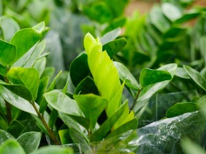 金钱树茎干瘪的原因，茎皱能恢复吗