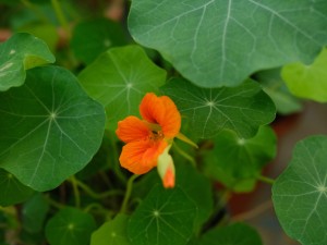 旱金莲徒长了怎么办