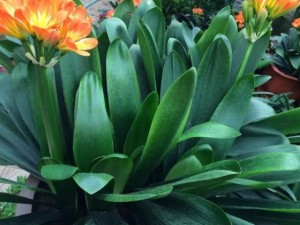 君子兰不开花是什么原因？君子兰不开花怎么办？