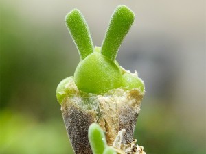 碧光环耳朵长长的是徒长了吗