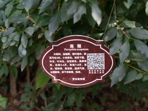 连翘茶的制作方法