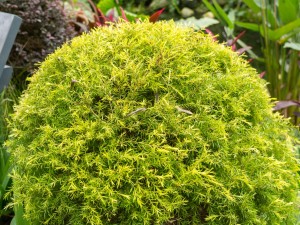 地肤的功效和作用