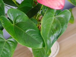 进门正对面摆什么植物