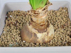 朱顶红的种植方法