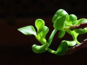 金枝玉叶掉叶子的原因和解决方法