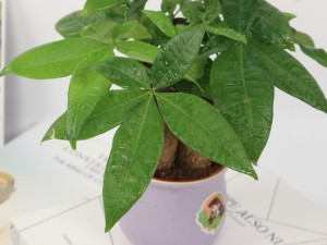 发财树树皮腐烂还活吗