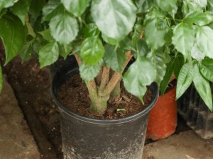 绿宝树黄叶的原因和处理办法