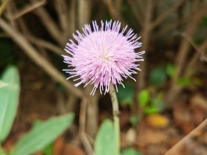 刺儿菜的功效与作用