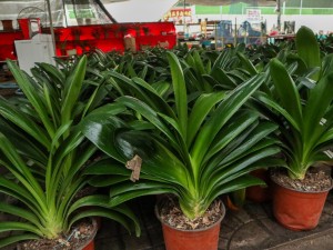 君子兰叶子下垂怎么处理