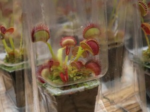 捕蝇草的繁殖方法