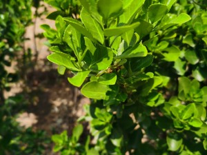 卫矛的作用和价值