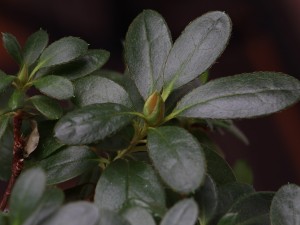 杜鹃花打焉怎么挽救