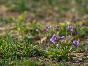 不开花就结种的“紫花地丁”
