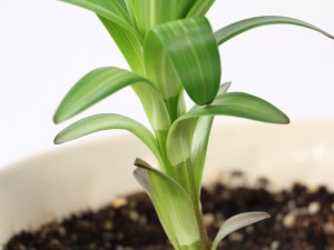 百合花叶子发黄怎么办