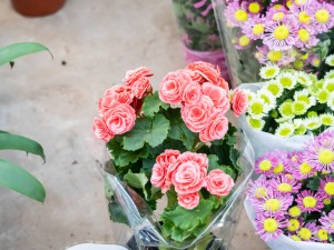 丽格海棠什么时候开花