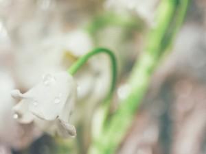 铃兰的花期及开花注意事项