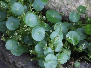 铜钱草有什么作用