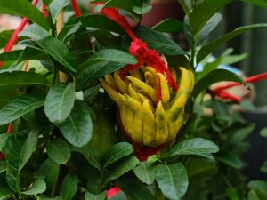 佛手的养殖方法和注意事项