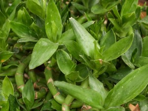 富贵竹冻蔫了还能活吗，富贵竹断了还能活吗