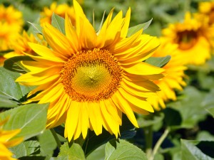 向日葵的花语和传说