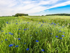 矢车菊怎么播种