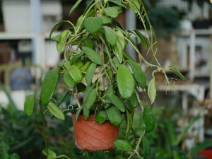 球兰的扦插方法