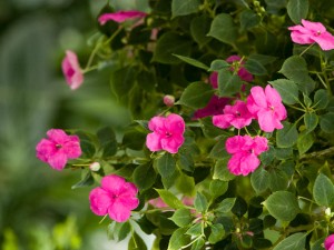 怎么给凤仙花施肥