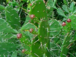 仙人掌烂根怎么办？仙人掌烂根怎么补救？