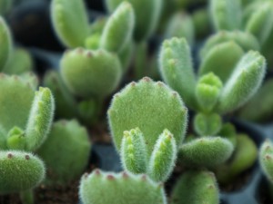 熊童子有什么作用